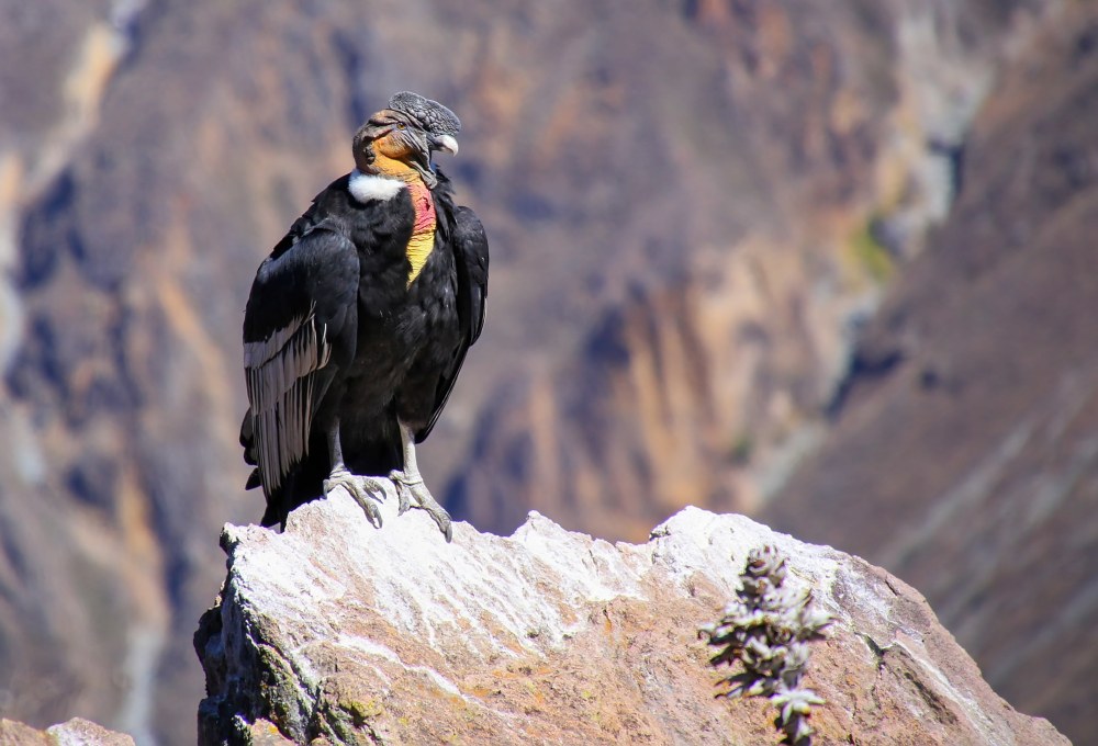 Kondore - Könige der Lüfte am Cruz del Condor & heiße Quellen